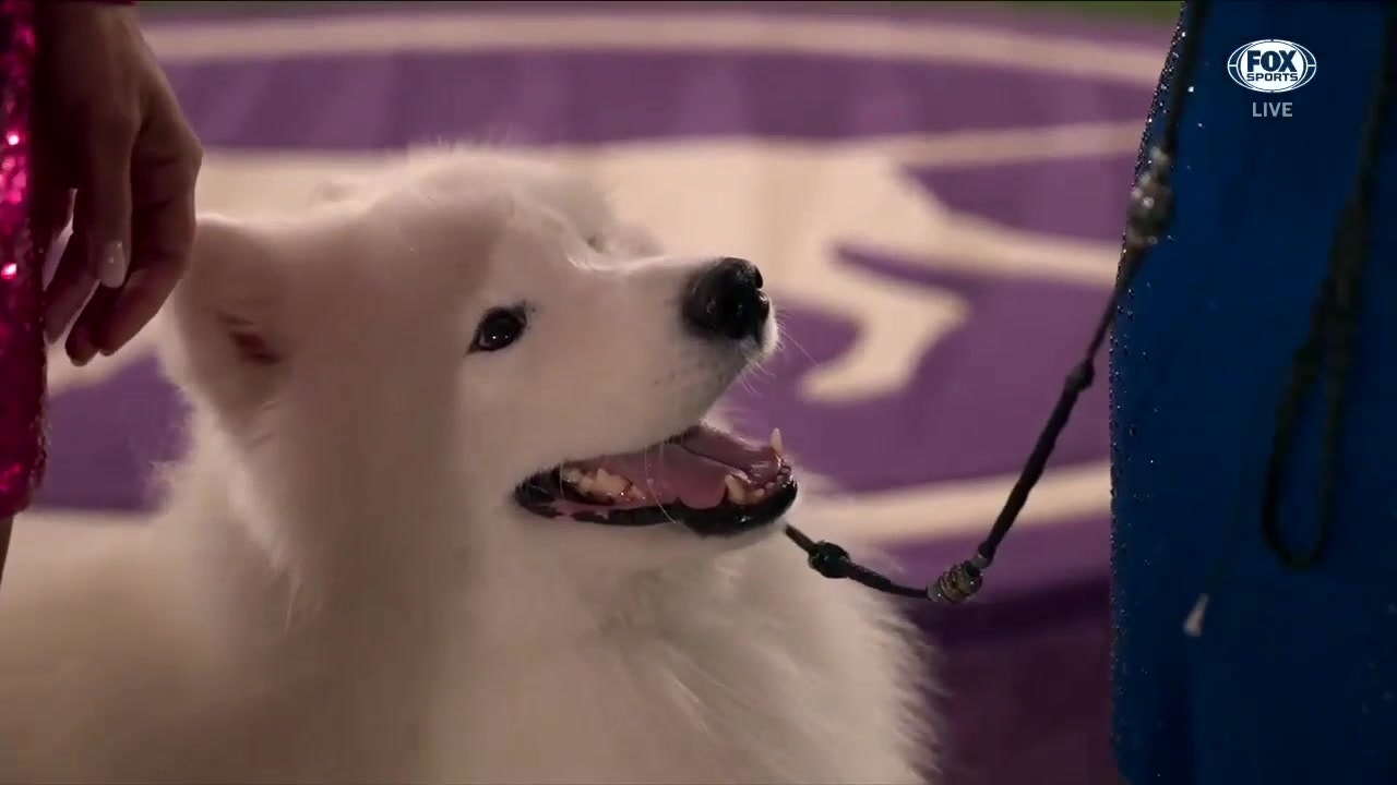 Striker, the Samoyed, wins the Working Group
