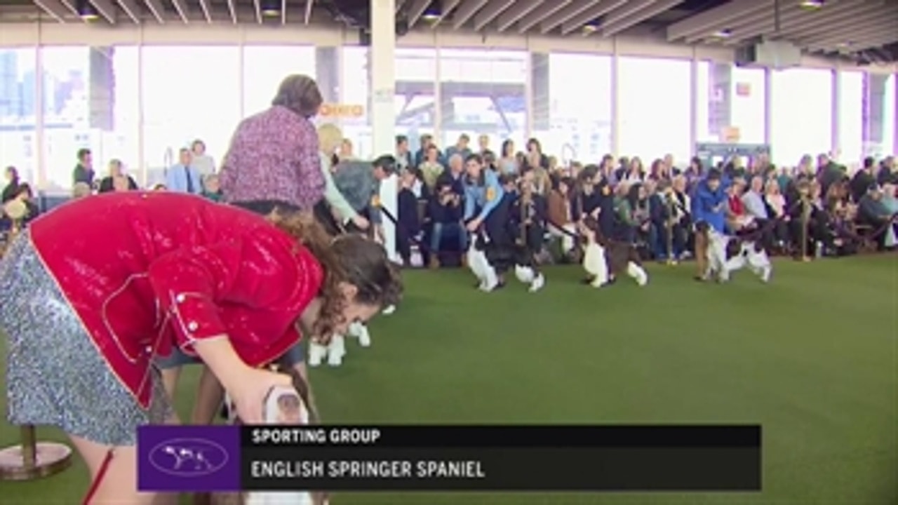 Ring 4 - English Springer Spaniel