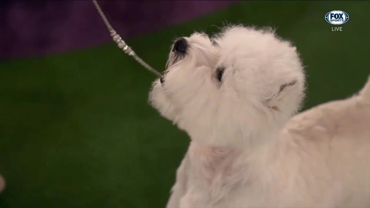 Boy, the West Highland white terrier, wins the Terrier group