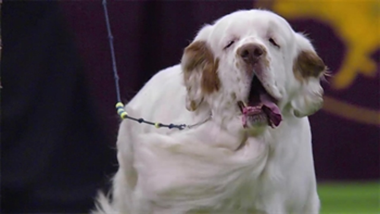 WKC Dog Show: Meet the Sporting Group