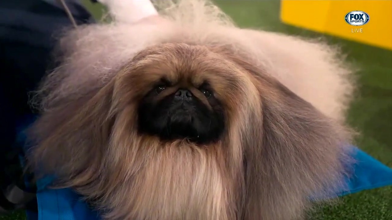 'He's a wonderful dog' - Wasabi's handler describes him after winning Best in Show