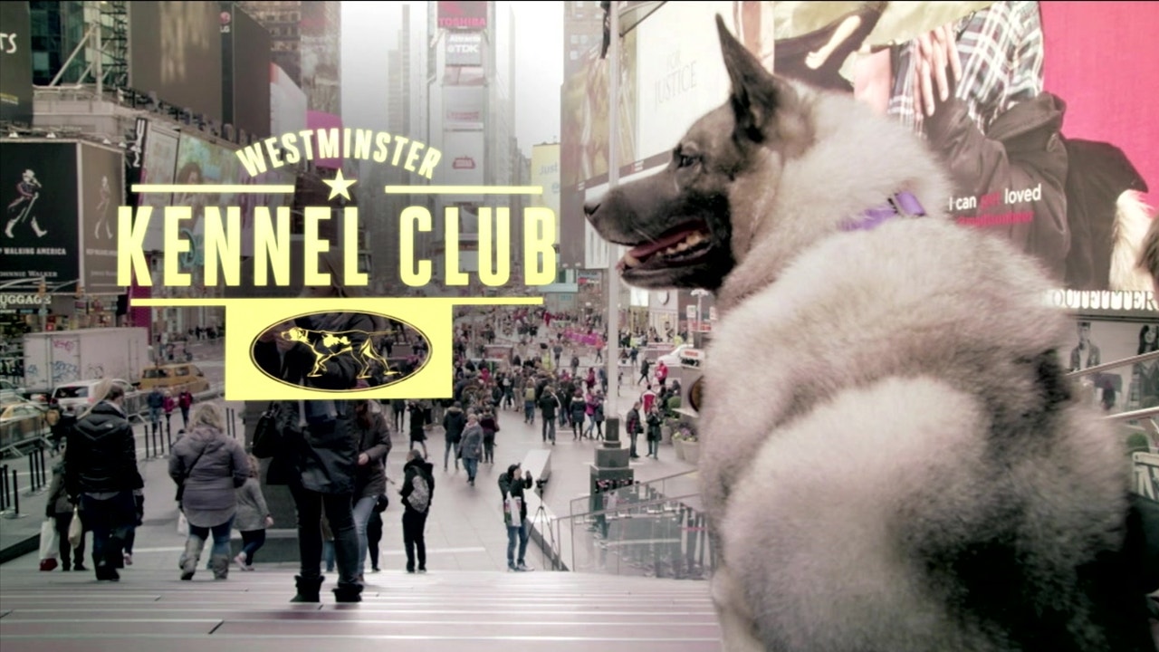 Fs1 westminster deals dog show