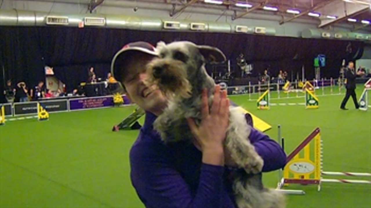 Watch Miniature Schnauzer Jonesy Win 2017 12 inch Masters Agility Championship