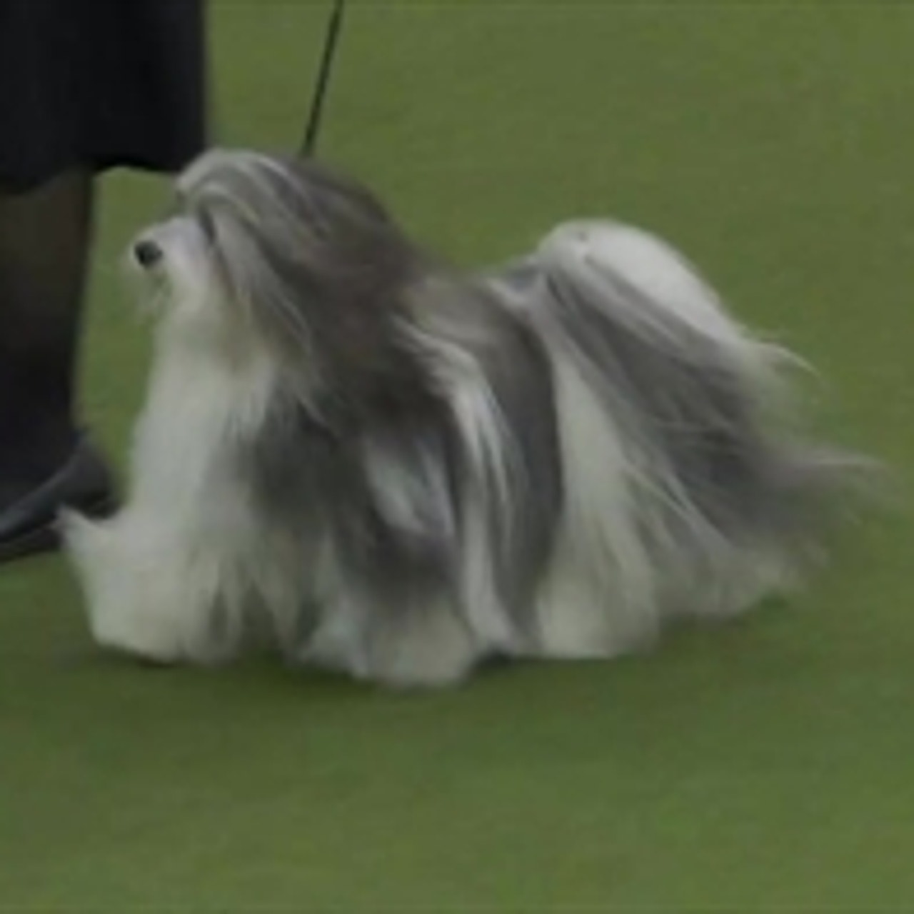 Bono the Havanese wins Reserve Best in Show at the Westminster