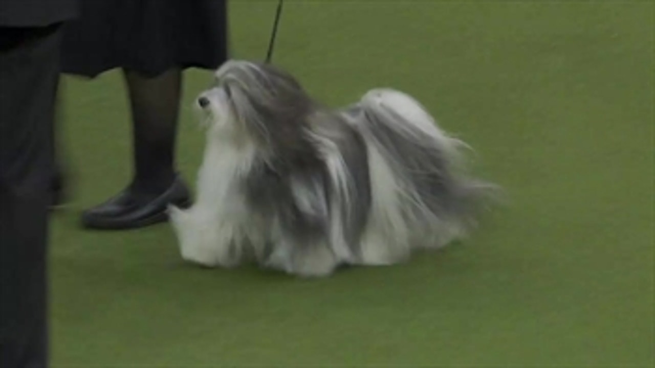 ‘Bono’ the Havanese wins Reserve Best in Show at the Westminster Kennel Club Dog Show