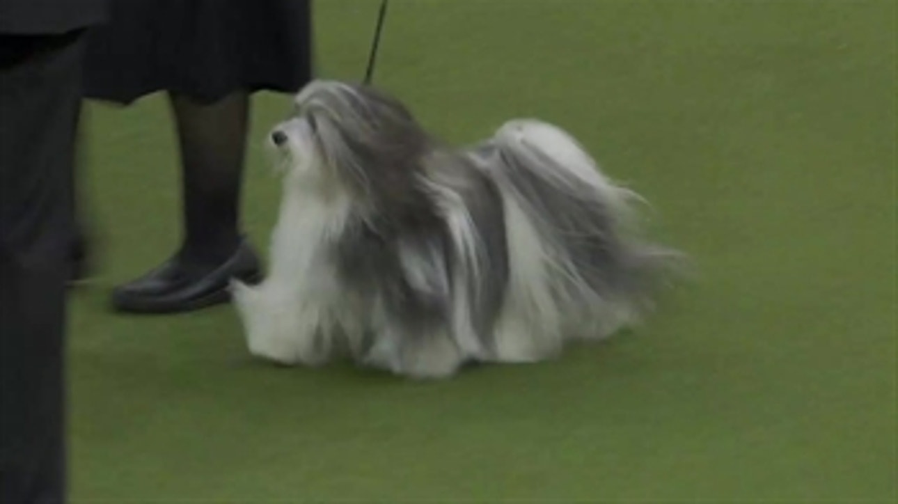 'Bono' the Havanese wins Reserve Best in Show at the Westminster Kennel Club Dog Show
