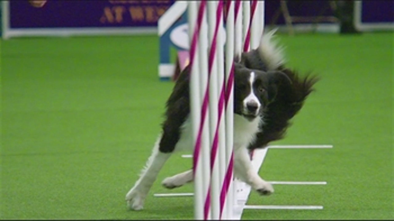 Watch Border Collie, Kaboom, Win 2017 24-inch Masters Agility Championship