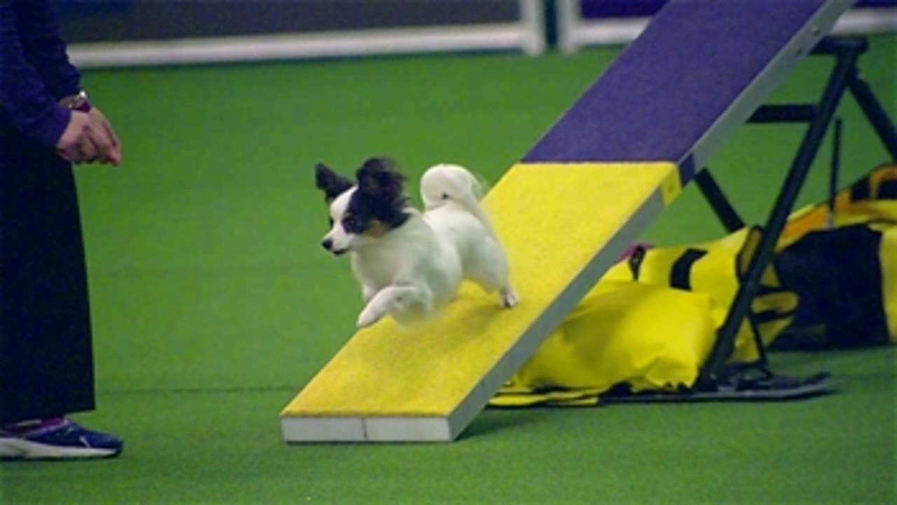 Watch Papillon Sparkle Win 2017 8 inch Masters Agility Championship