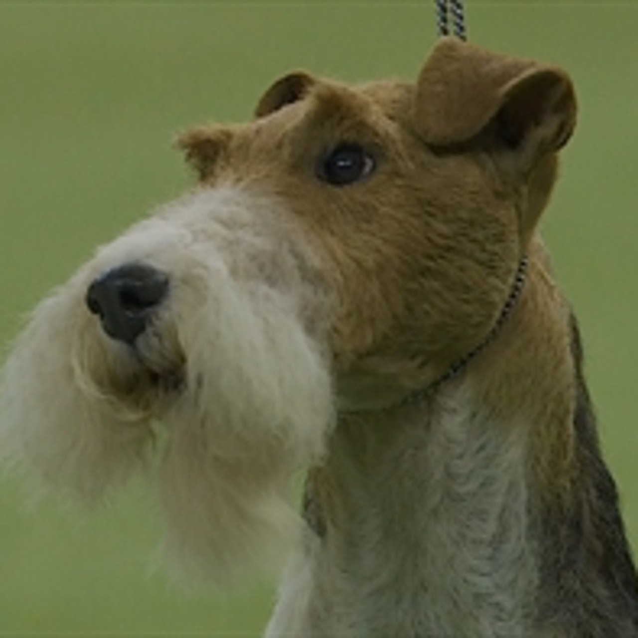 King arthur wire discount fox terrier