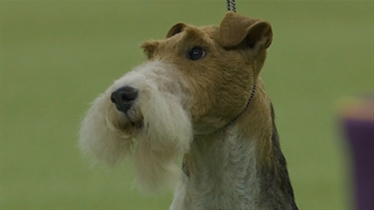 King the Wire Fox Terrier wins the 2019 Westminster Kennel Club Dog Show Terrier Group