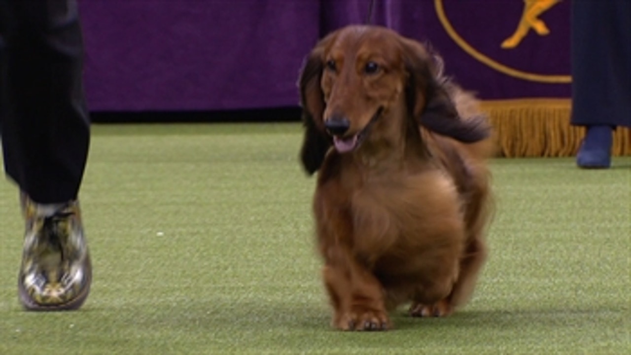 Group judging for the Hound Group at the 2019 Westminster Kennel Club Dog Show