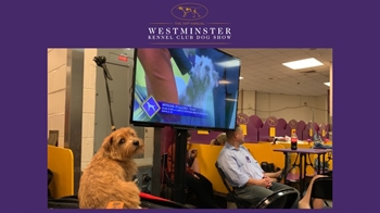 Exclusive look behind the scenes at 2019 Westminster Kennel Club Dog Show