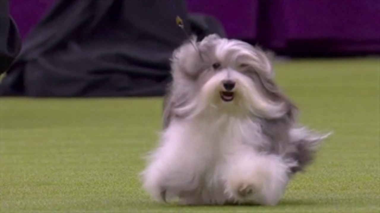'Bono' the Havanese dog wins Toy Group at 2020 Westminster Dog Show