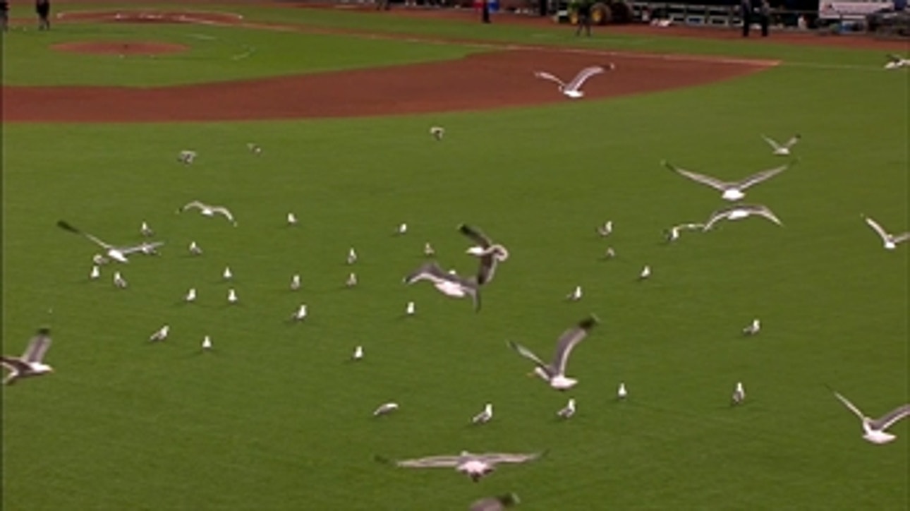 Owings dodges what seagulls drop from sky