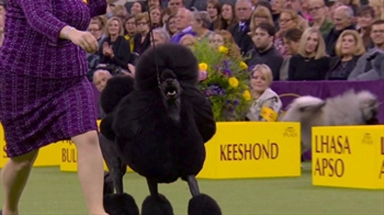 'Siba' the standard poodle wins the Non-Sporting title at 2020 Westminster Dog Show