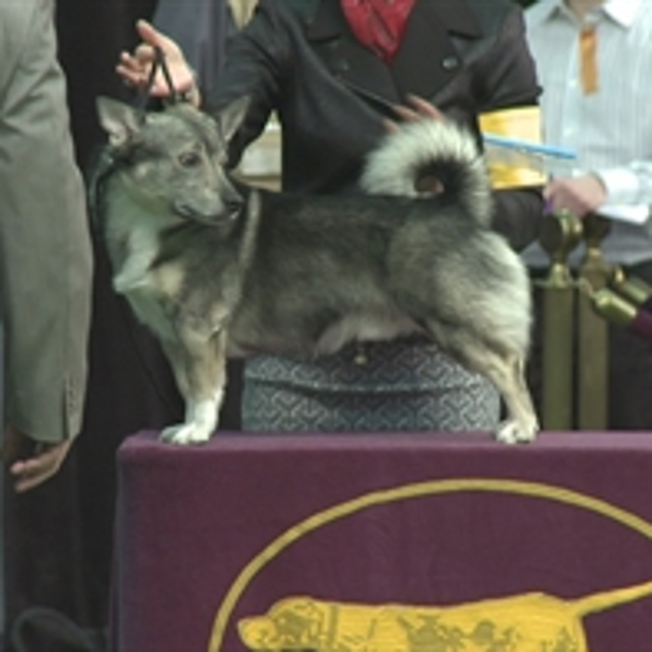 Swedish vallhund washington discount