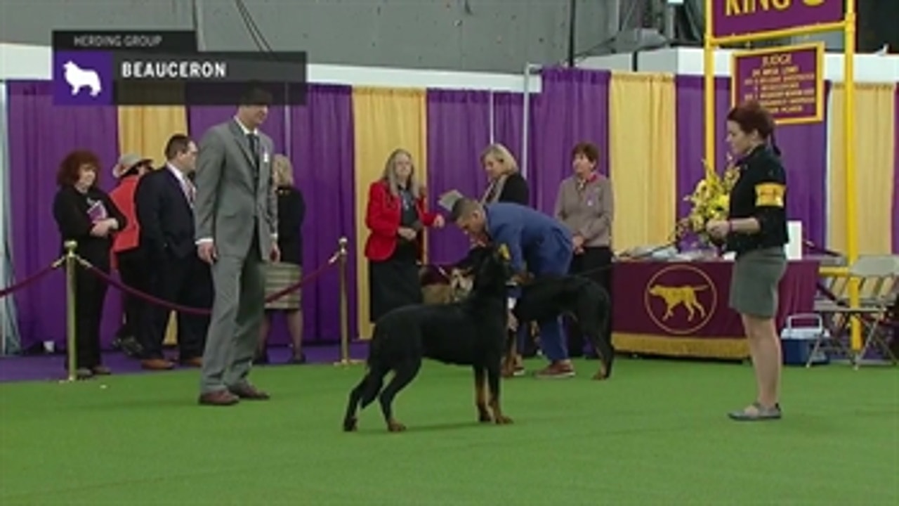 Detroit kennel club dog show 2019 hotsell