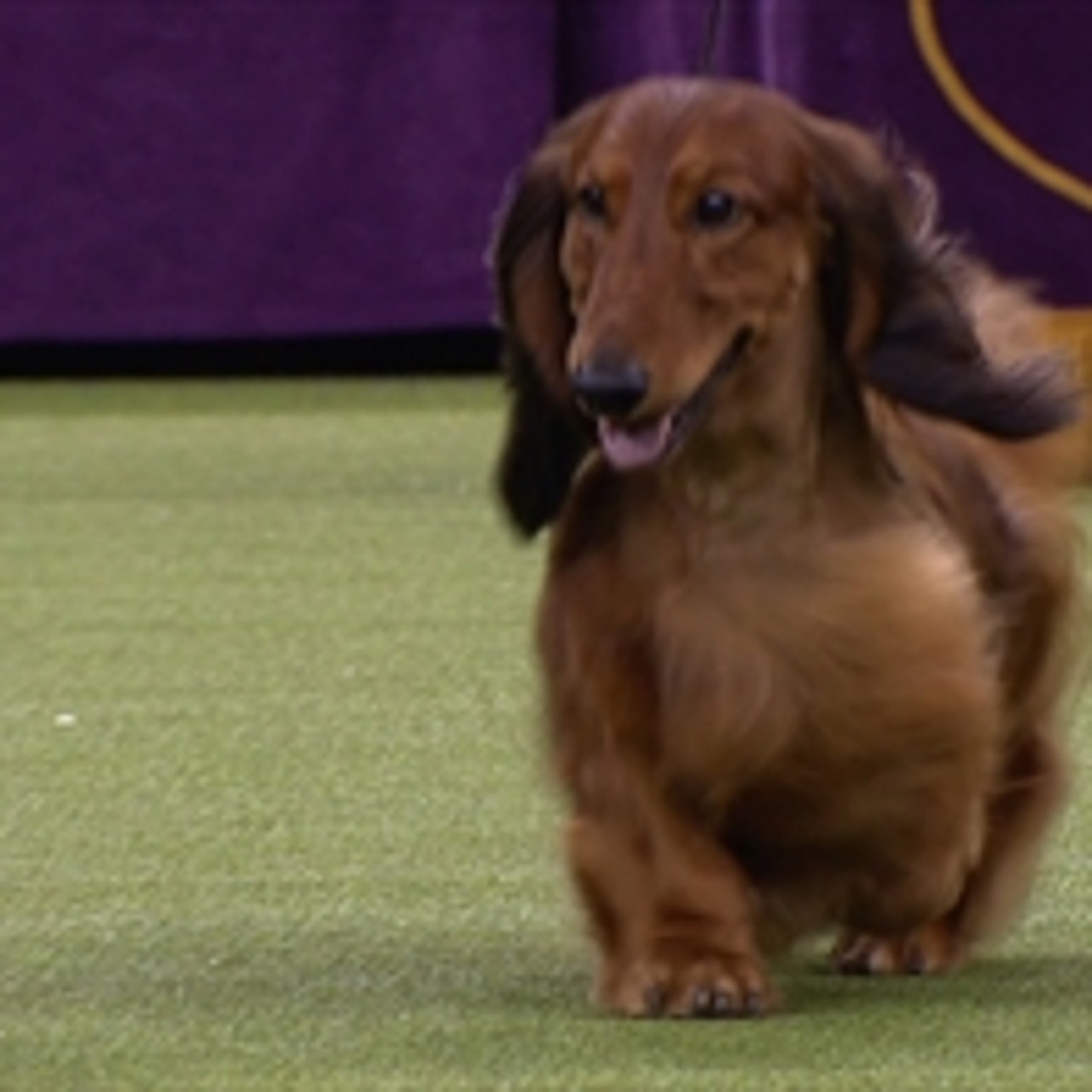 Burns westminster dog sale show