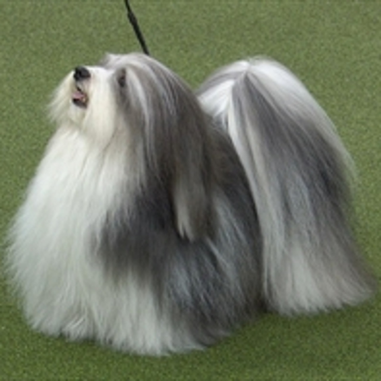 Westminster dog show 2019 havanese sale