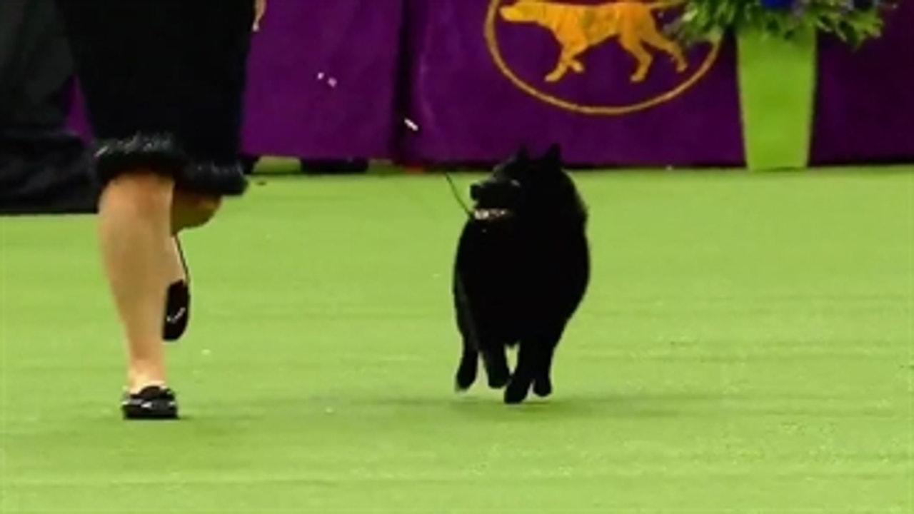 Colton the Schipperke wins the 2019 Westminster Kennel Club Dog Show Non-Sporting Group