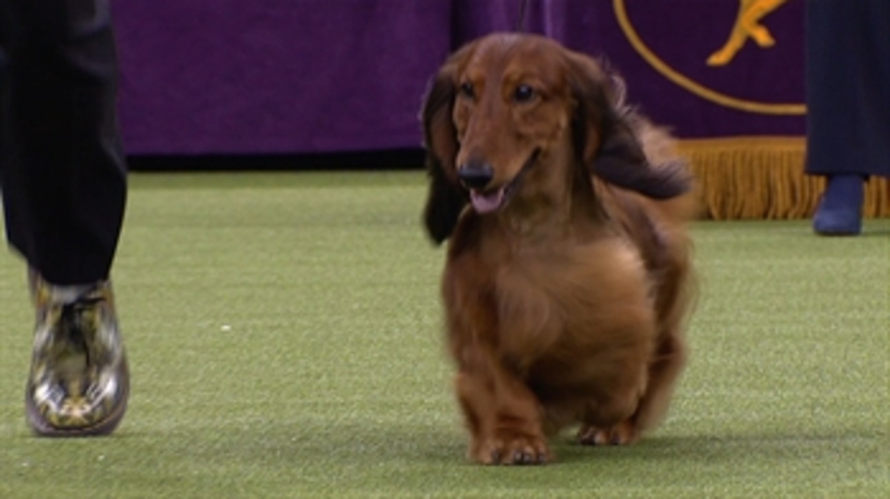 Burns the Longhaired Dachsund wins the 2019 Westminster Kennel Club Dog Show Hound Group