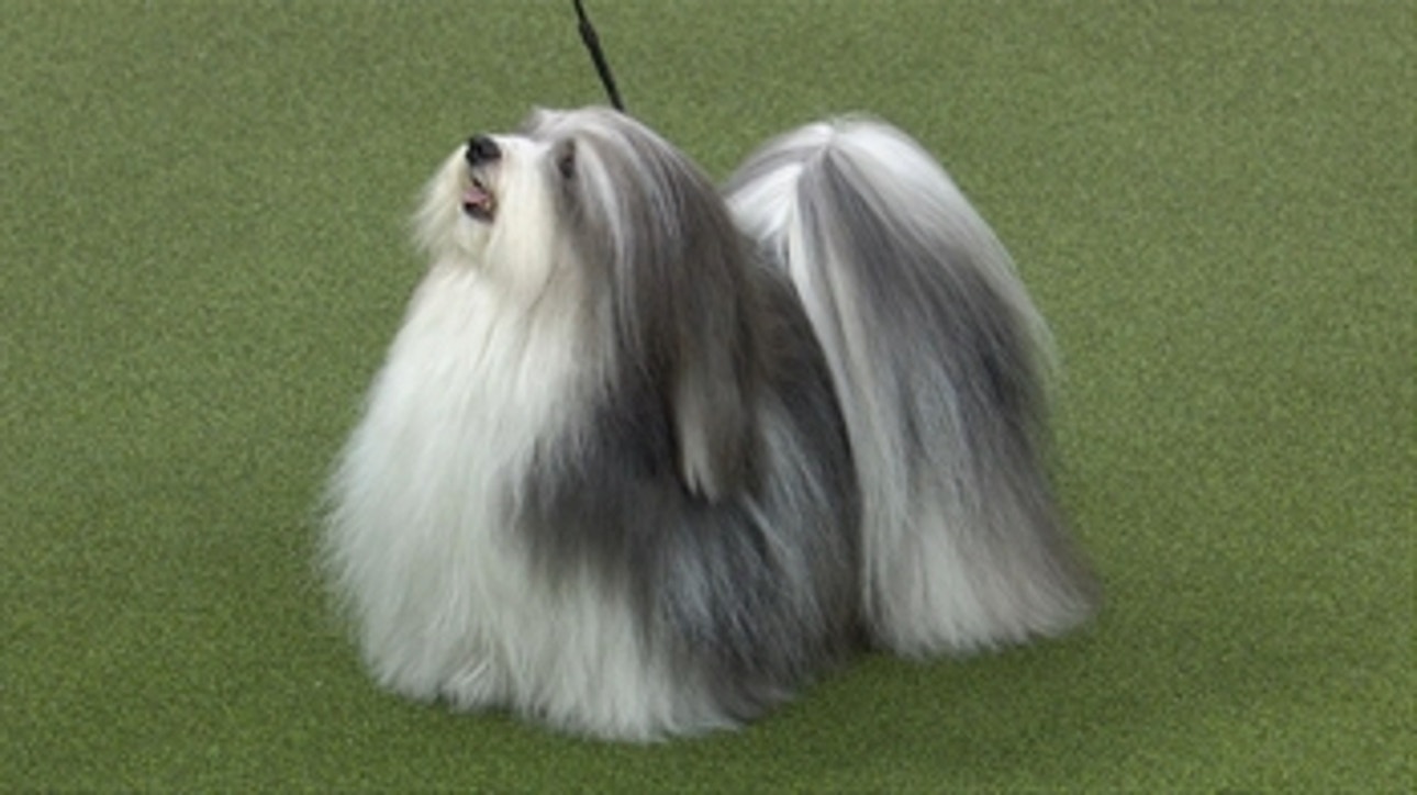 Bono the Havenese wins the 2019 Westminster Kennel Club Dog Show Toy Group