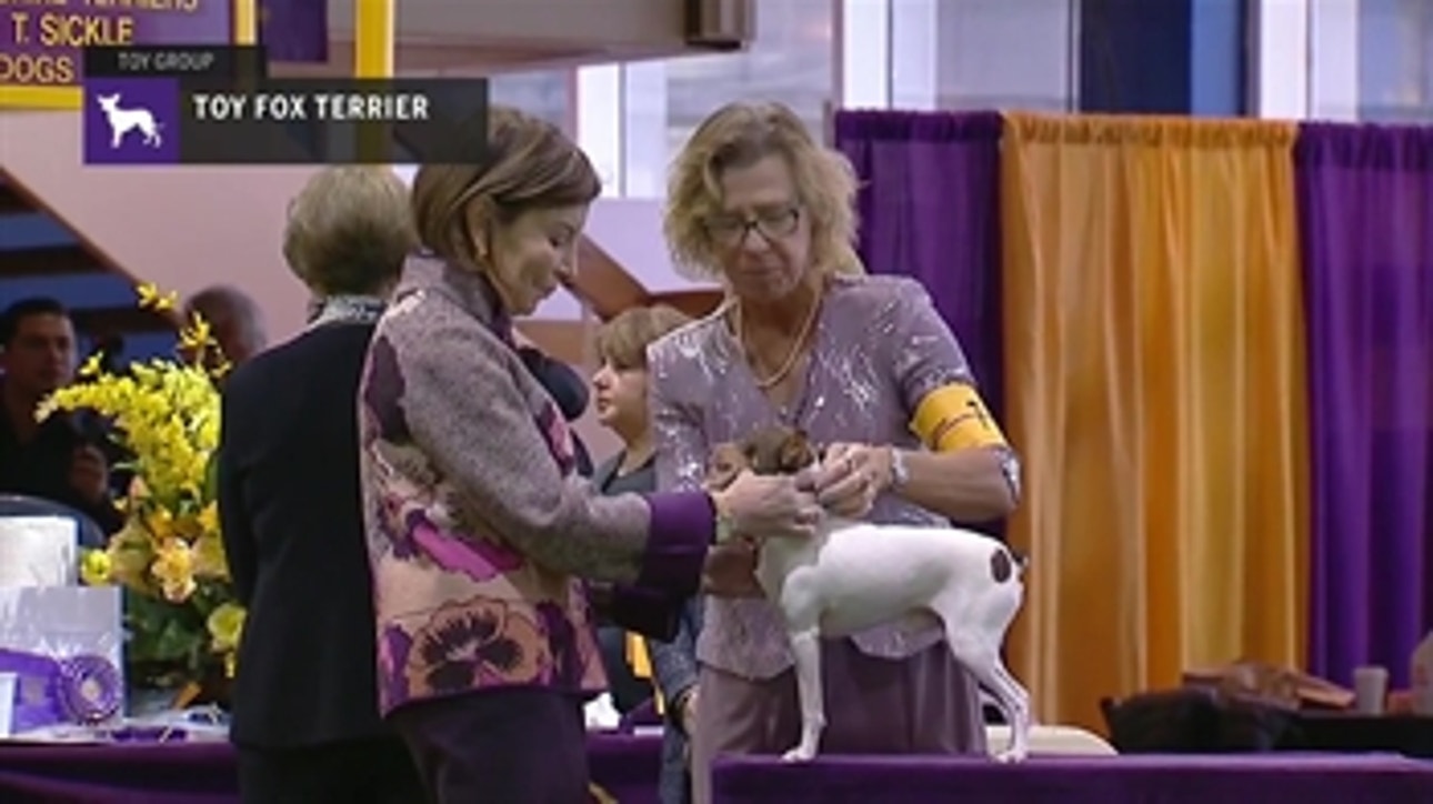 Toy Fox Terriers ' Breed Judging (2019)