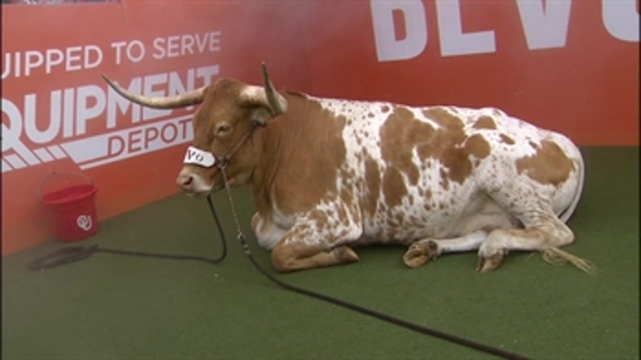 Check out Texas mascot Bevo the Bull's Oklahoma bucket for doing his ... 'business'