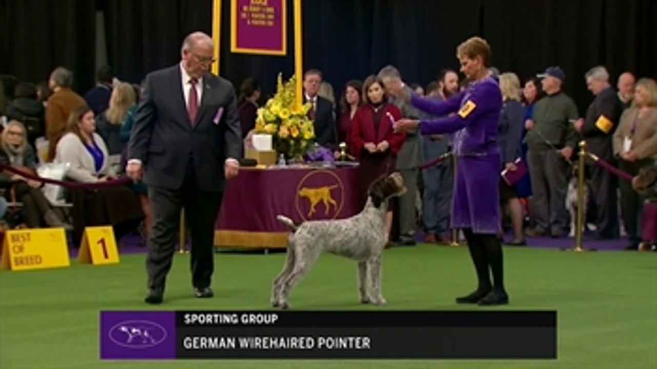Ring 10 - Pointers (German Wirehaired)