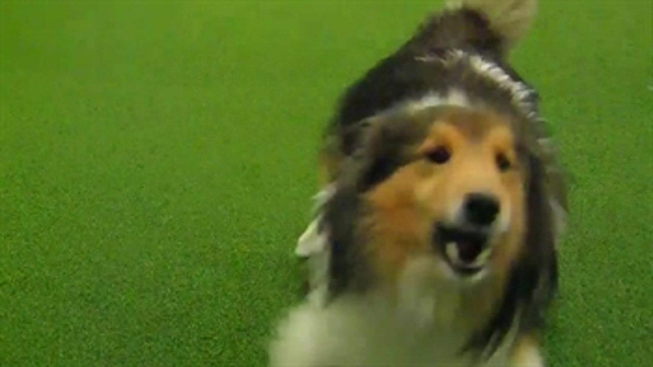 Bradshaw shelties clearance