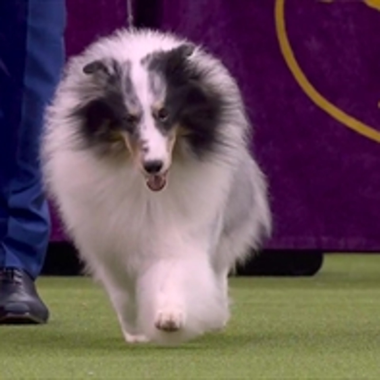 Bradshaw shelties best sale