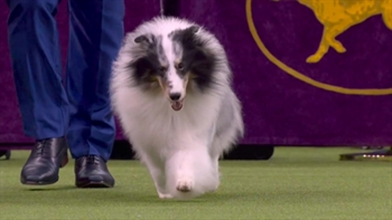 Westminster dog hotsell show herding group