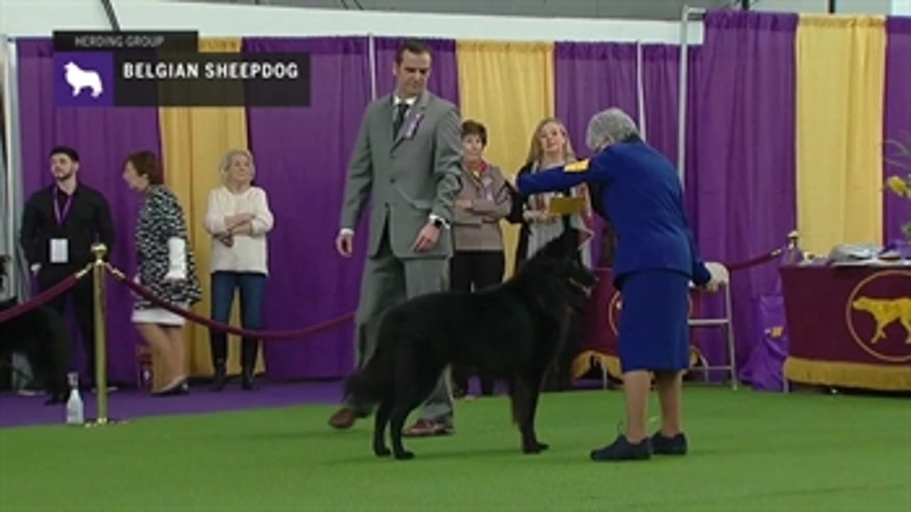Belgian Sheepdogs | Breed Judging (2019)