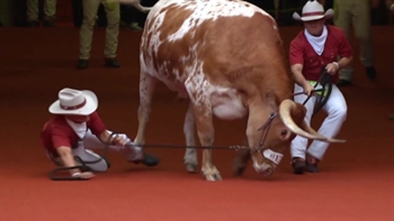 Longhorns mascot Bevo the steer nearly escaped his handlers before USC-Texas