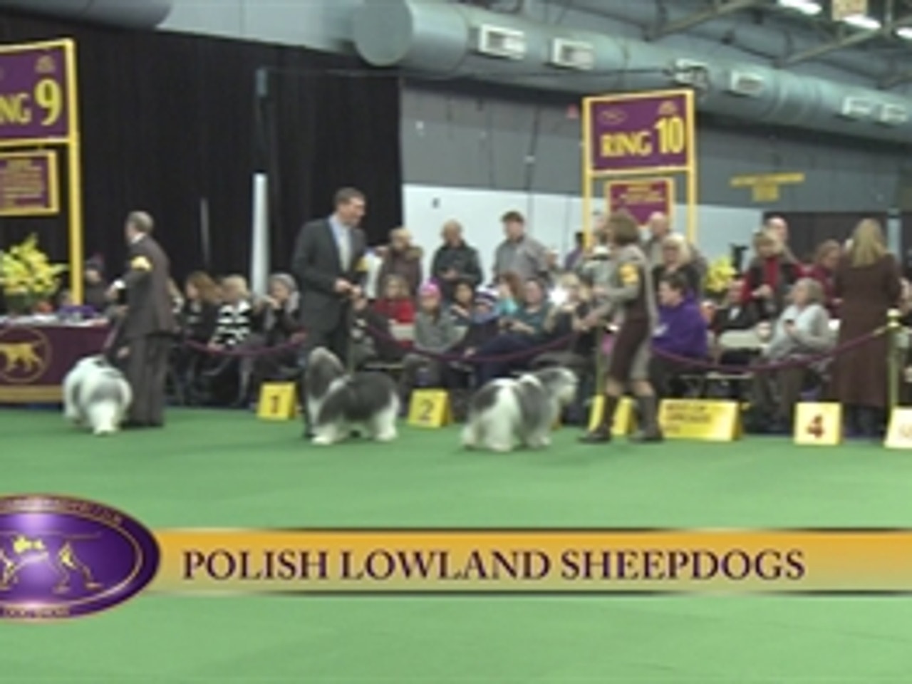 Polish Lowland Sheepdog | FOX Sports