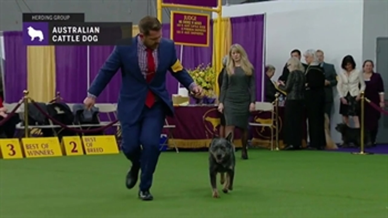 Australian Cattle Dogs | Breed Judging (2019)