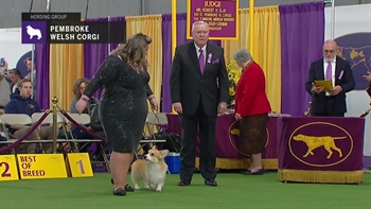 Pembroke Welsh Corgis | Breed Judging (2019)