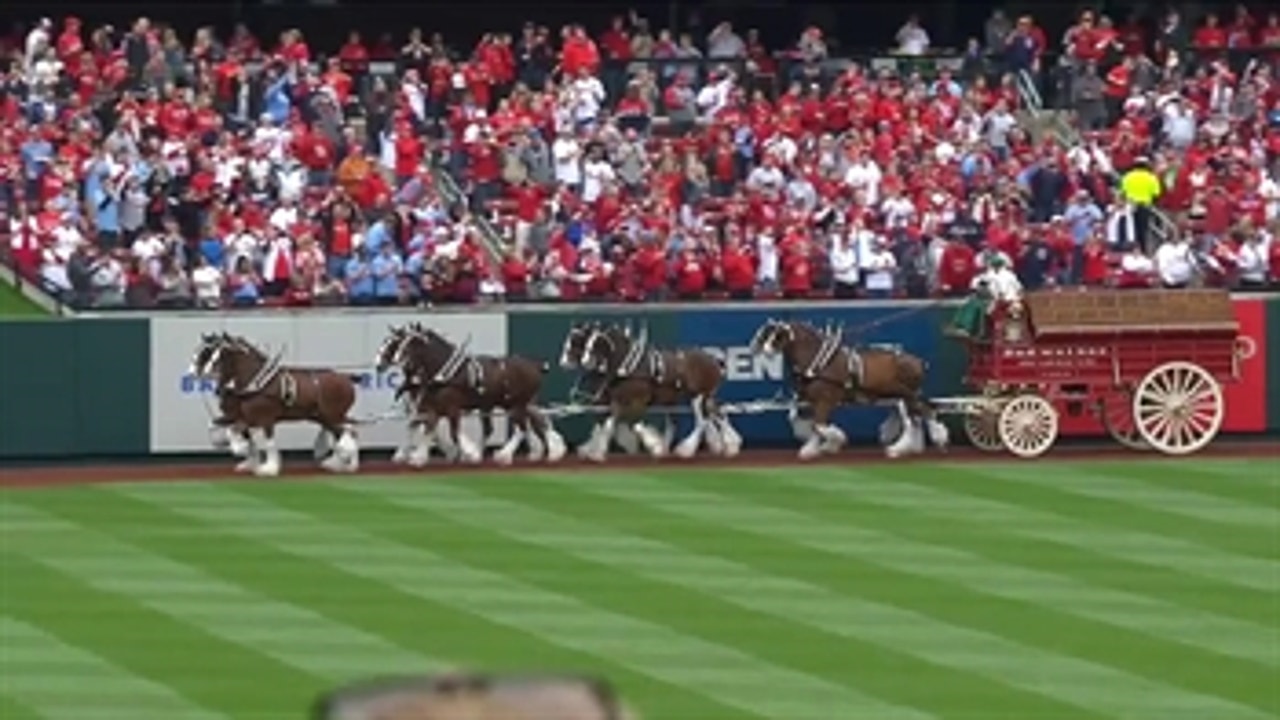 St Louis, USA. 30th April, 2022. The Budweiser Clydesdales trot