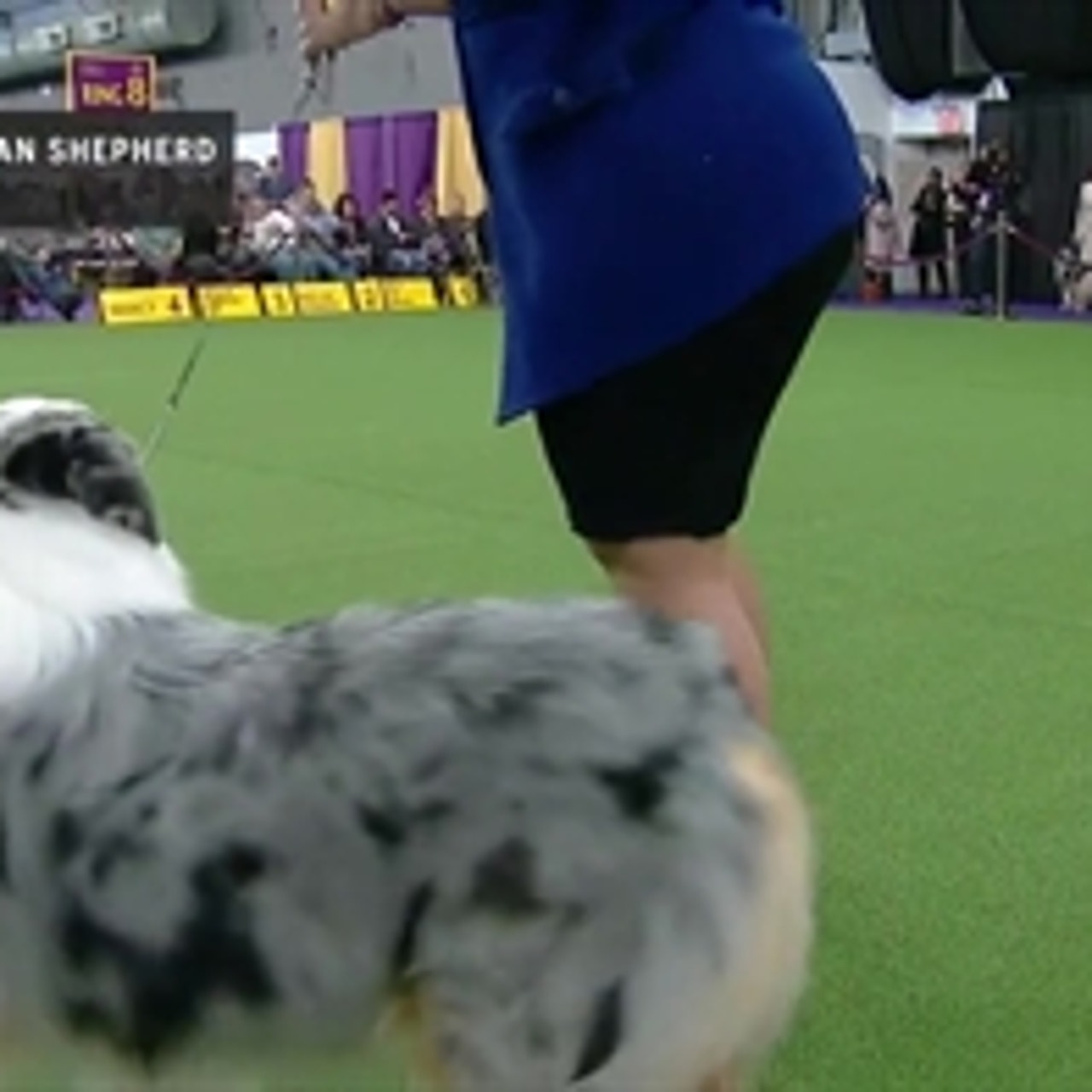 Westminster australian 2025 shepherd 2019