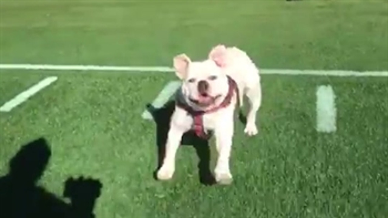 Mark Herzlich brings the pup to work! ' PROCAST