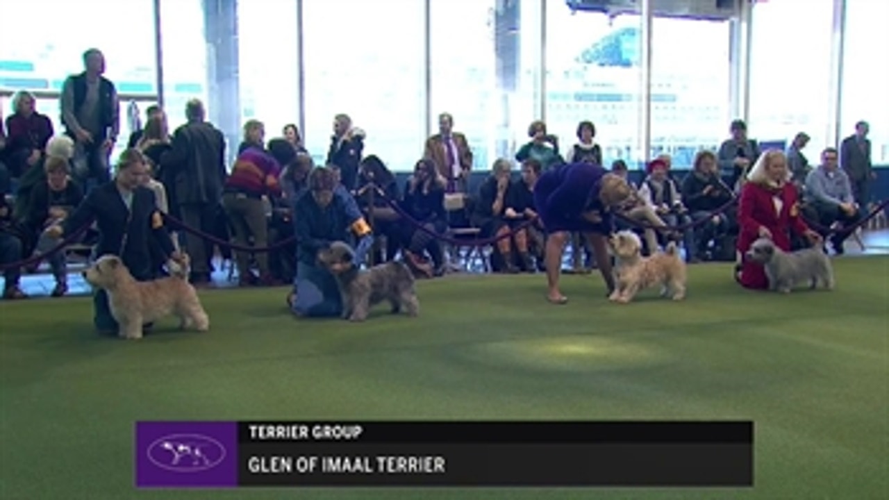 Ring 2 - Glen of Imaal Terrier