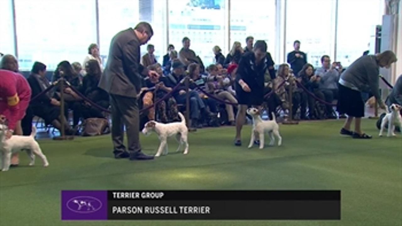 Ring 2 - Parson Russel Terrier