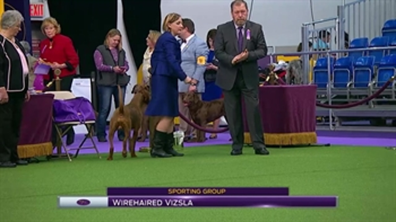 Wirehaired Vizsla ' Breed Judging (2017)
