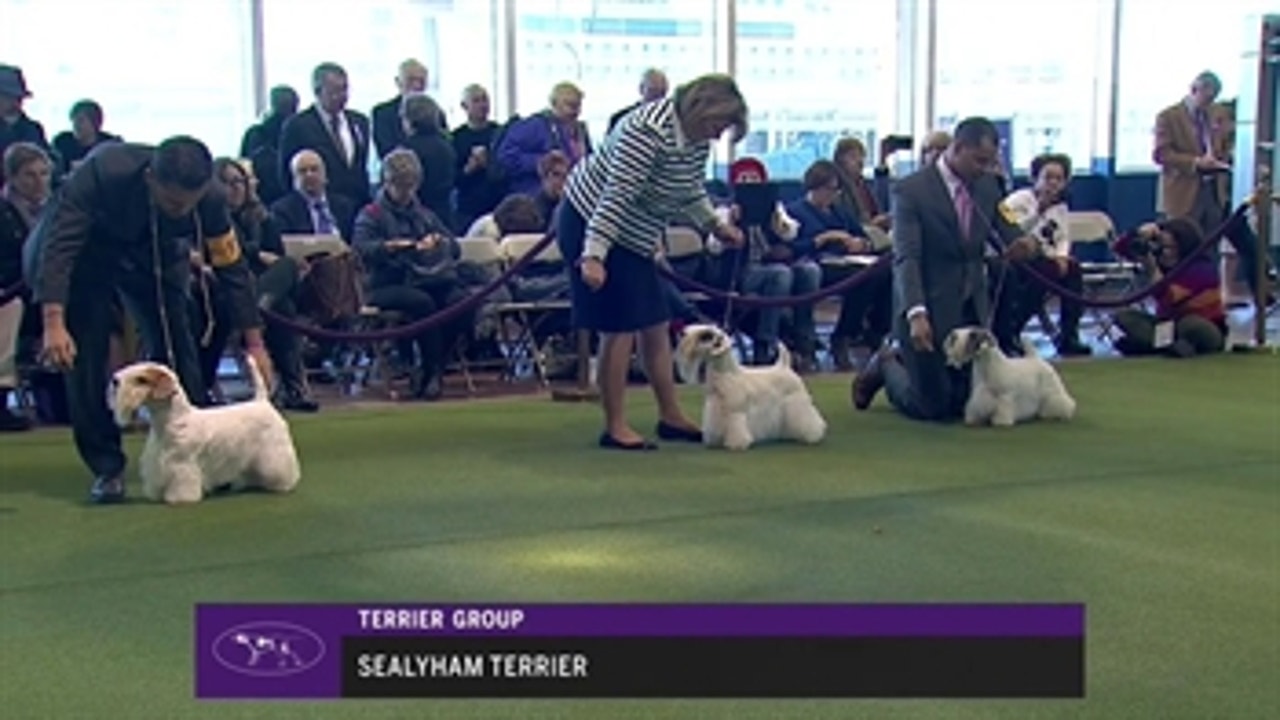 Ring 2 - Sealyham Terrier