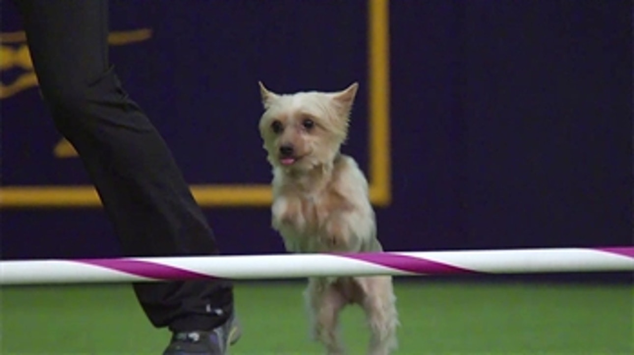 These slow-mo dogs will make your day