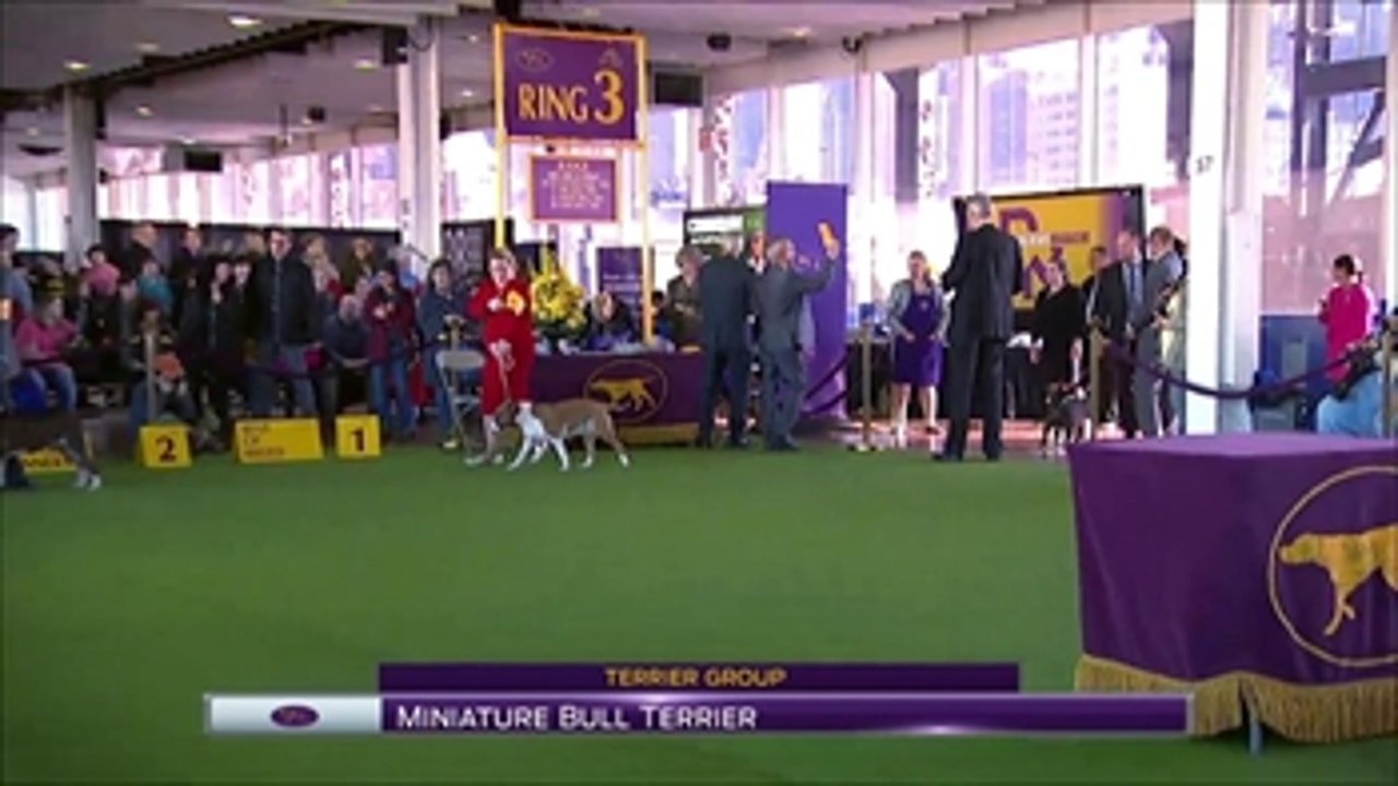 Bull Terrier - Colored ' Breed Judging (2017)