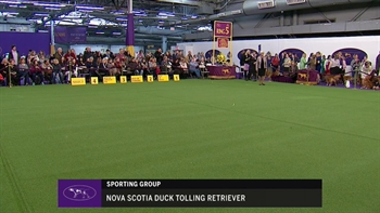 Ring 5 - Nova Scotia Duck Tolling Retriever