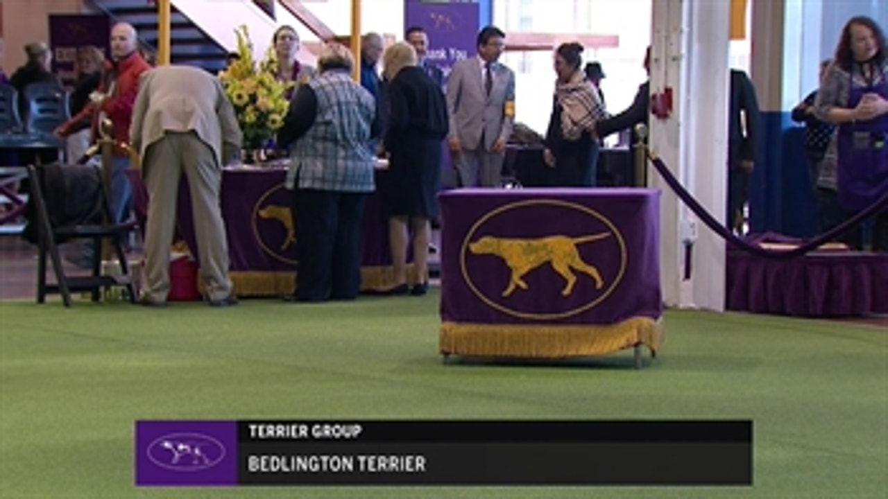 Ring 1 - Bedlington Terrier