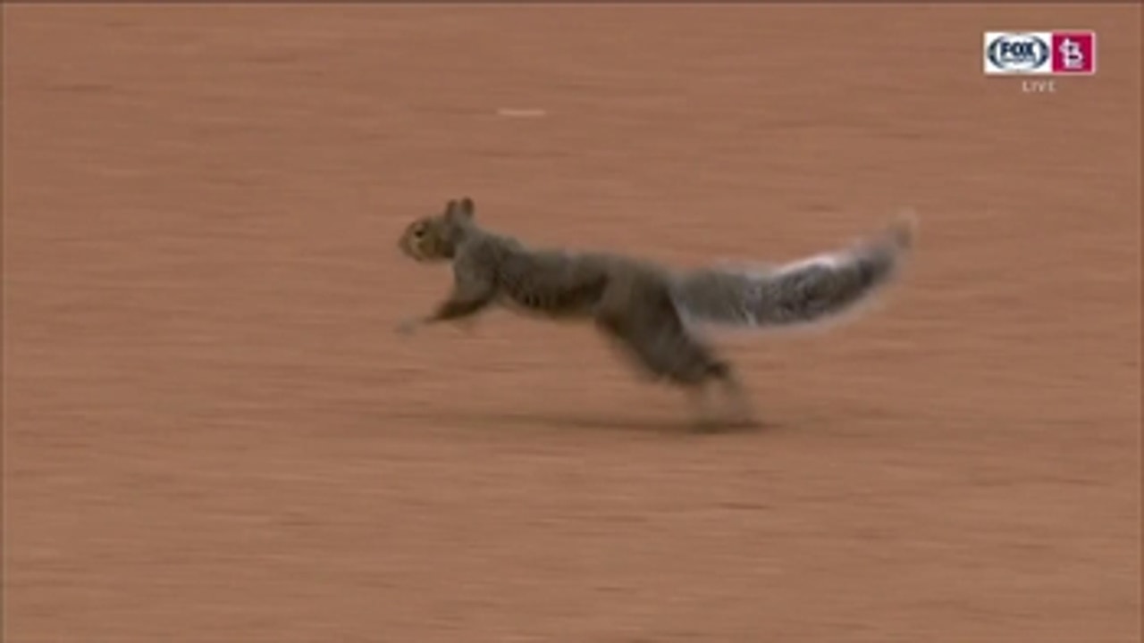 WATCH: Rally Squirrel returns to Cardinals-Tigers