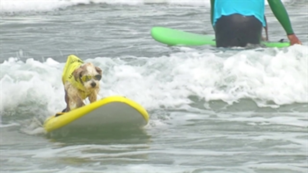 Dog Surfing Feature ' Inside San Diego Sports